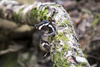 White Admiral Butterflies Vermont June 2017